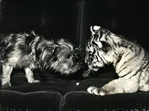 Ofter: Close Encounters Of The Furry Kind