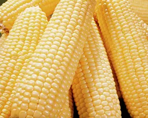 Starch: Close up Pile of Yellow Corn