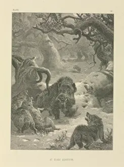 Wolves: At Close Quarters