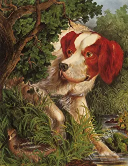 Canines: Close Quarters