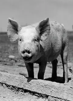Hogs: Close-Up Of Chester White & Yorkshire