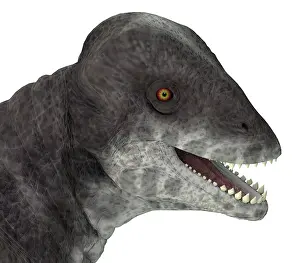 Ugliness: Close-up of a Criocephalosaurus dinosaur head