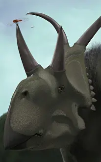 Close Up: Close-up of Diabloceratops