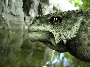 Eyeball: Close-up of the head of a Scutosaurus karpinskii