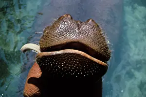 Amphibius: CLOSE-UP OF HIPPOPOTAMUS SNOUT WITH ONLY ONE