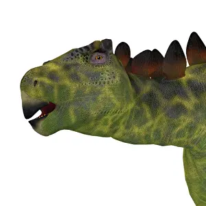 Stegosaur: Close-up of a Huayangosaurus dinosaur head