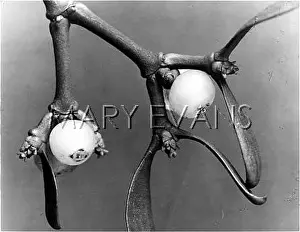 Viscum: CLOSE-UP OF MISTLETOE