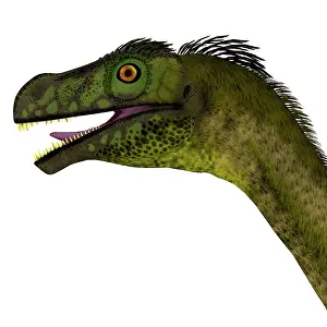 Hermanni: Close-up of a Ornitholestes dinosaur head