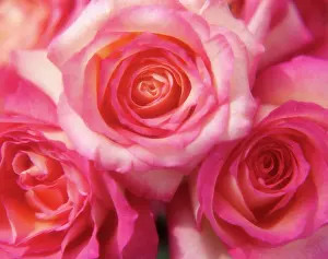 Pet001: CLOSE-UP OF PINK ROSES