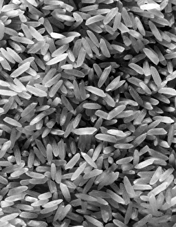 Carbohydrate: CLOSE-UP OF RICE