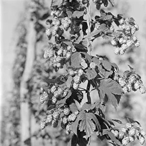 Ripening: Hops