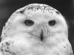 Hayle: Close-up of a Snowy Owl