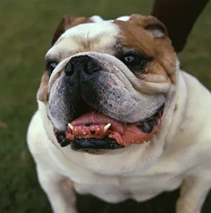 Gums: Closeup of a bulldog