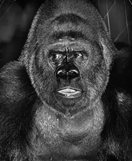 Primates: Closeup of a gorilla