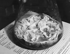 Beaker: Closeup of Penicillin mold in the bottom ?