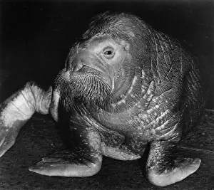 Walrus: Closeup of a walrus