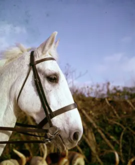 Staghounds: Closeup of white horse in bridle