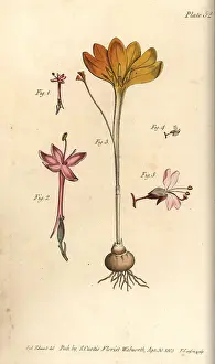 Alpina: Cloth of gold, Crocus angustifolius and enchanter's