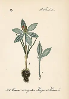 Reticulatus: Cloth of gold crocus, Crocus reticulatus