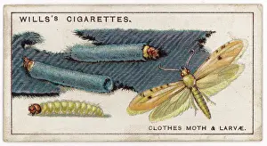 Tinea: CLOTHES MOTH