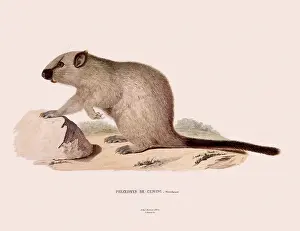 Bends: Cloud Rat