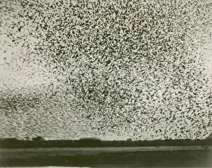 Ethnological: Cloud of weaver birds on the river Dinder in Sudan