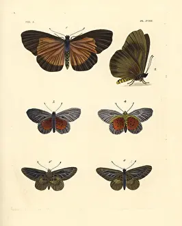 Ventral: Clouded bemastistes, glassy acraea and white