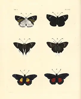Nymphalis: Clouded flat, Cramer's longtail and crimson patch