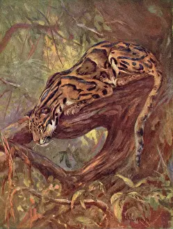 Clouded: CLOUDED LEOPARD