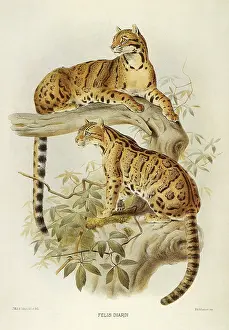 Seem: Clouded Leopard