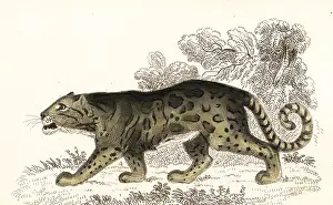 William Rhind: Clouded leopard, Neofelis nebulosa