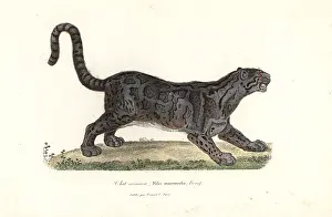 Complements: Clouded leopard, Neofelis nebulosa