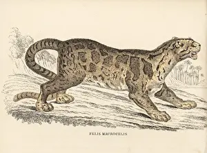 Clouded: Clouded leopard, Neofelis nebulosa. Vulnerable