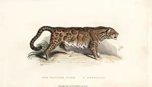 Clouded: Clouded leopard, Neofelis nebulosa. Vulnerable