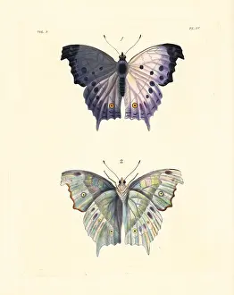Salamis: Clouded mother of pearl butterfly, Protogoniomorpha
