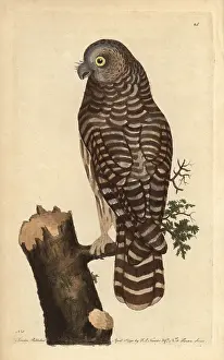 Clouded: Clouded owl, great grey owl, ghost owl or Lapland