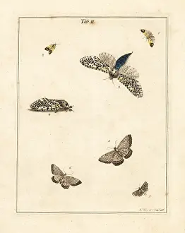 Dragonflies: Clouded straw, wood leopard, scallop shell moth, etc