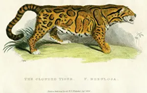 Clouded: Clouded Tiger - Animal - Wildlife - Nature