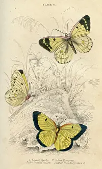Clouded: Clouded Yellow Butterflies