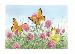 Clouded: Clouded Yellow butterflies on Clover