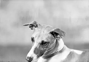 Pettifer: Cloudy Pettifer (Dog)