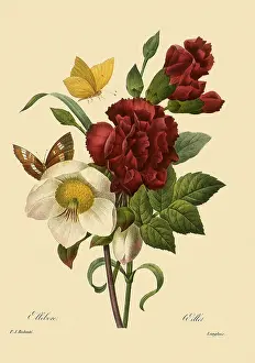 Carnations: Clove Carnation and Christmas Rose