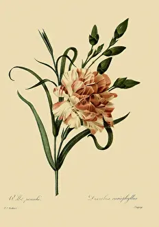 Carnations: Clove Carnation or Clove Pink
