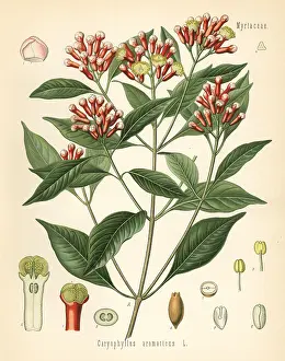 Clove: Clove, Caryophyllus aromaticus