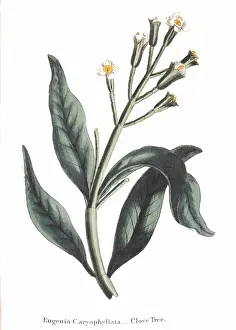 1823: Clove - Eugenia aromatica: Native to Moluccas