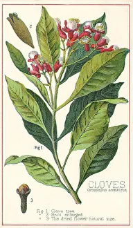 Spice: Clove Plant