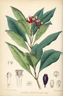 Clove: Clove, Syzygium aromaticum