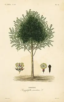 Flore: Clove tree, Syzygium aromaticum