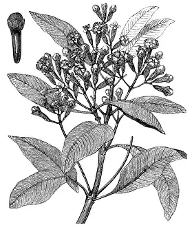 Myrtaceae: Clove tree (Syzygium aromaticum)