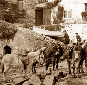 Clovelly: Clovelly donkeys